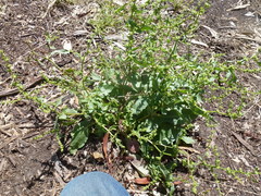 Rumex pulcher pulcher