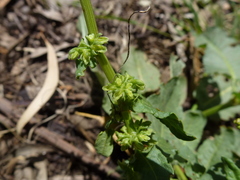 Rumex pulcher pulcher