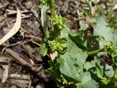 Rumex pulcher pulcher
