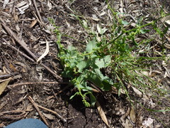 Rumex pulcher pulcher