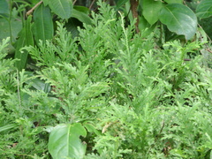 Selaginella moellendorffii