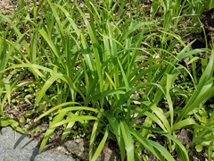 Hemerocallidoideae