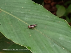 Pseudophyllodromia laticeps