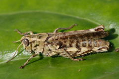 Calliptamus madeirae