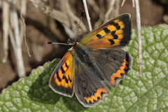 Lycaena phlaeas phlaeoides