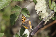 Lycaena phlaeas phlaeoides