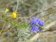 Veronica spicata
