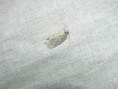 Acleris logiana