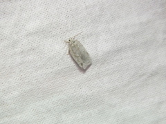 Acleris logiana