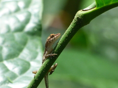 Anolis fuscoauratus