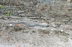 Erythrolamprus almadensis