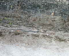 Erythrolamprus almadensis