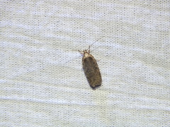 Agonopterix ciliella