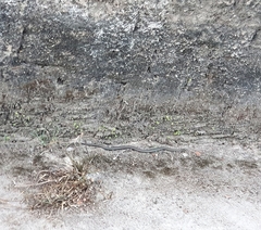 Erythrolamprus almadensis