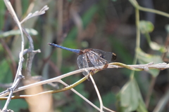 Erythrodiplax atroterminata