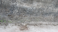 Erythrolamprus almadensis