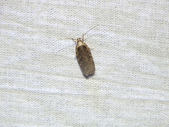 Agonopterix ciliella