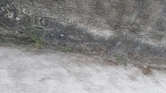 Erythrolamprus almadensis