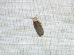 Agonopterix ciliella