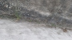 Erythrolamprus almadensis