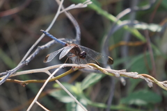 Erythrodiplax atroterminata