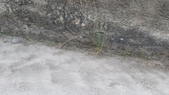 Erythrolamprus almadensis