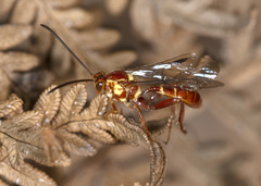Labeninae