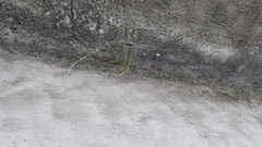 Erythrolamprus almadensis