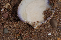 Mercenaria mercenaria