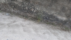 Erythrolamprus almadensis