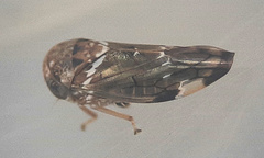 Idioscopus nitidulus