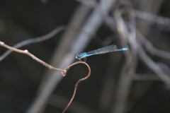 Acanthagrion lancea