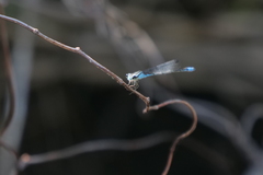 Acanthagrion lancea
