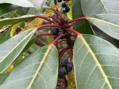 Daphniphyllum macropodum