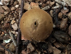 Lycoperdon scabrum
