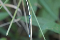 Acanthagrion lancea