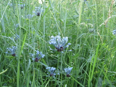 Allium caeruleum