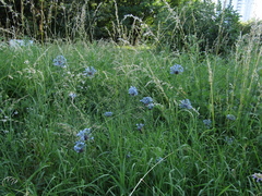 Allium caeruleum