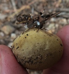 Lycoperdon scabrum