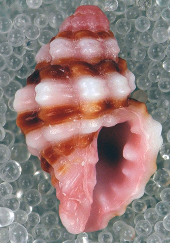 Dwarf Pink Murex
