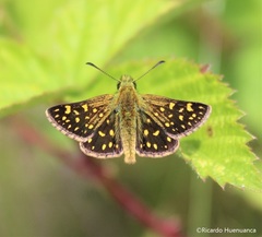 Butleria elwesi