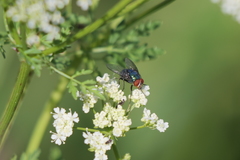 Lucilia eximia