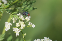 Lucilia eximia