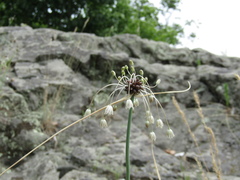Allium oleraceum
