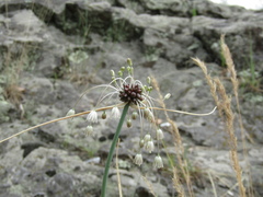 Allium oleraceum