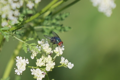 Lucilia eximia