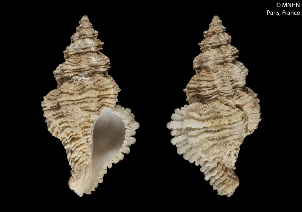 Coralliophila squamosa