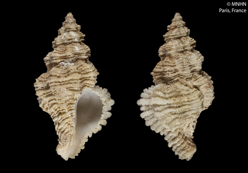 Coralliophila squamosa