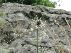 Allium oleraceum