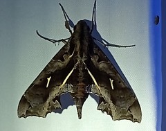 Hemeroplanes triptolemus